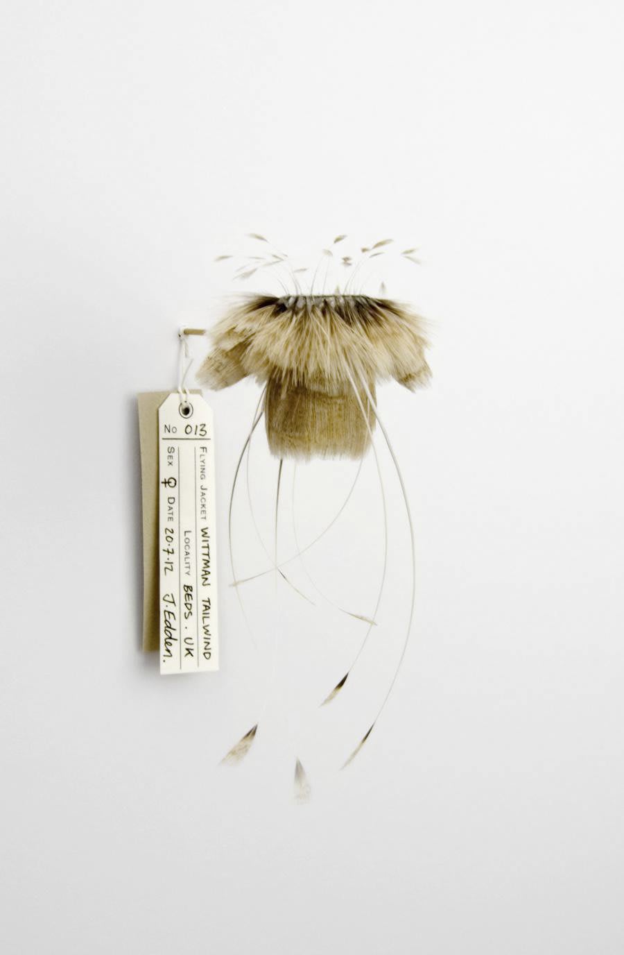 Jane Edden 13 Wittman Tailwind, 2012