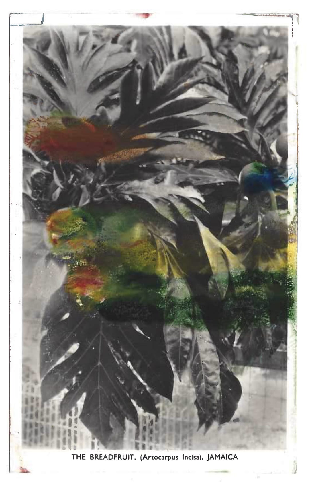 Tacita Dean Found Postcard Monoprint (The Breadfruit), 2018