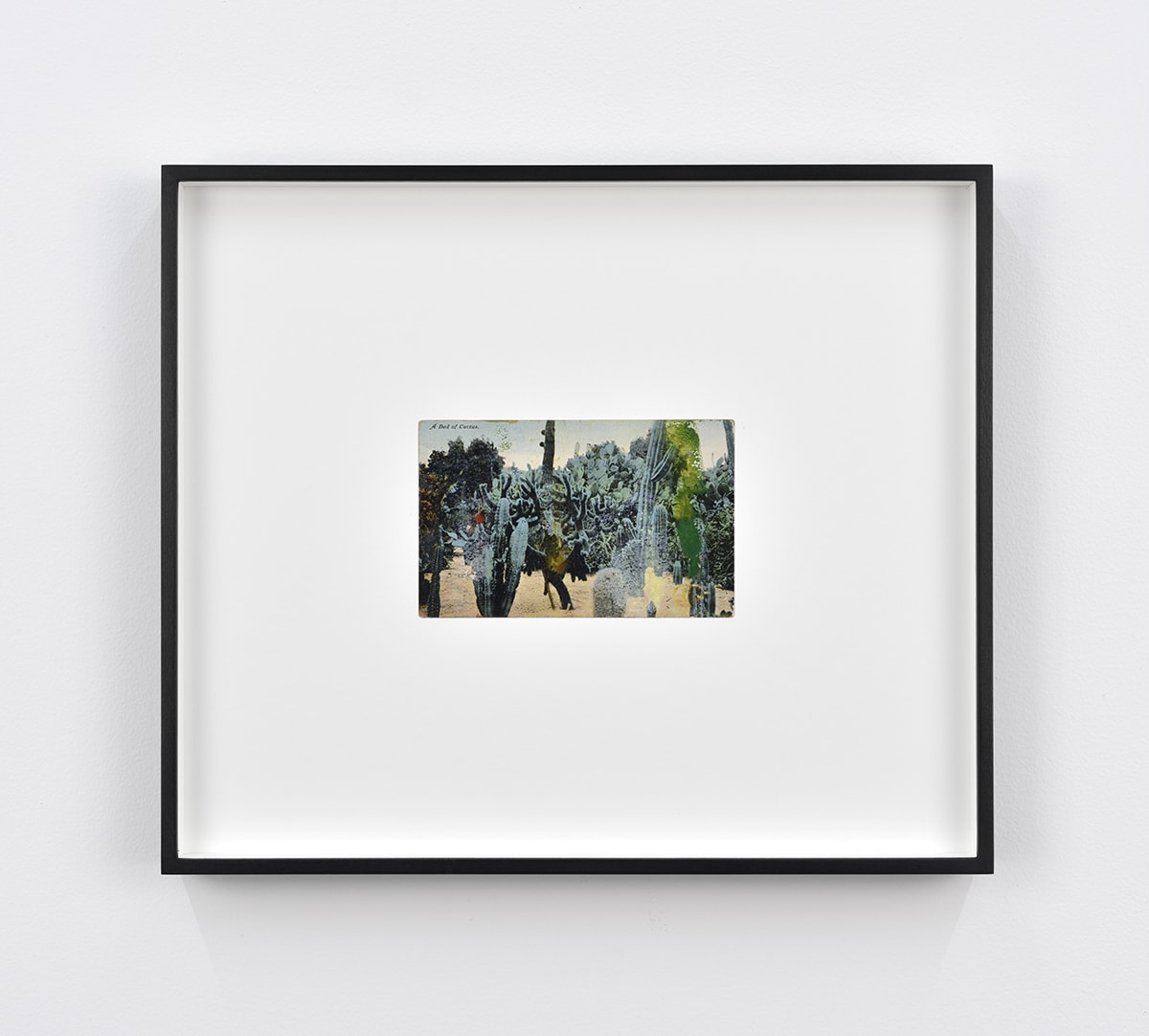 Tacita Dean Found Postcard Monoprint (A Bed of Cactus), 2018