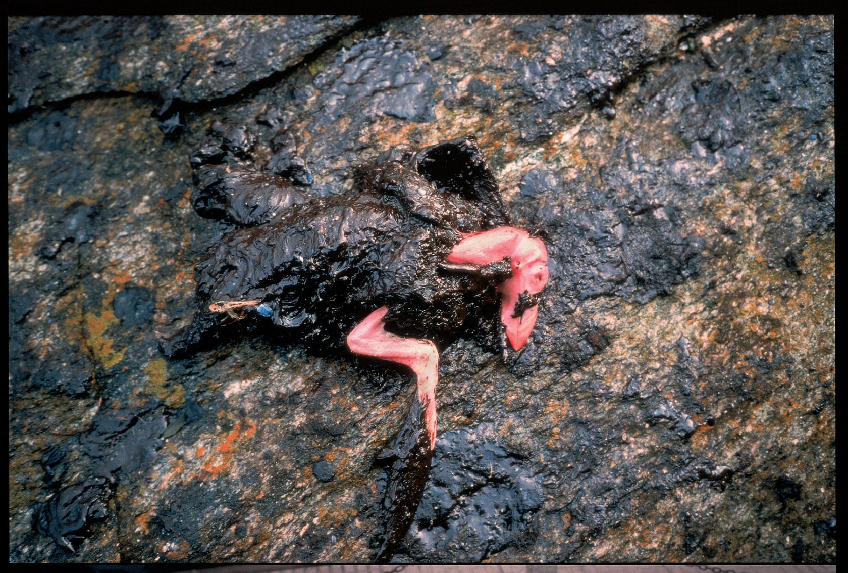 Allan Sekula Large and small disasters (Islas Cies and Bueu, 12/20/02), 2002