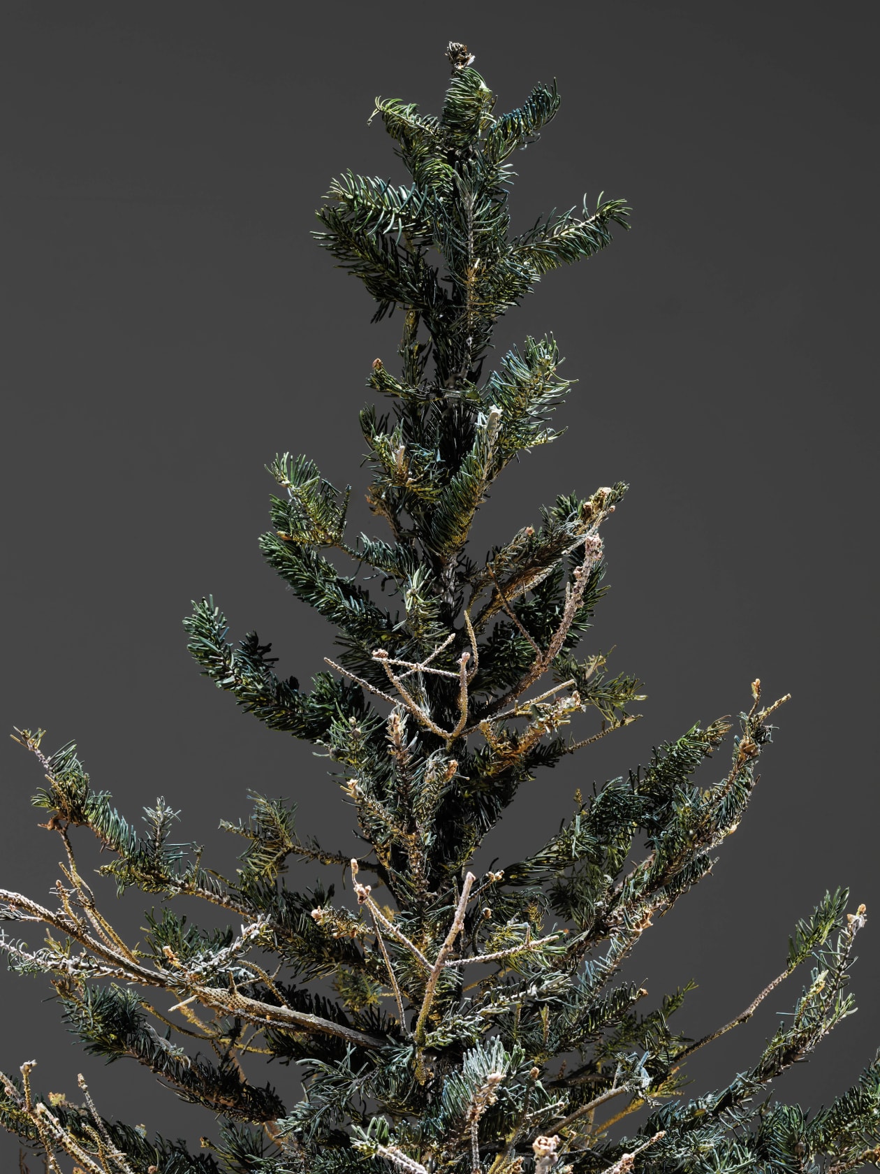 Philippe Parreno Fraught Times, UK 22nd–23rd March 20132020 Tree: Cast and painted stainless steel, glass and 5 glass ornaments Glass...