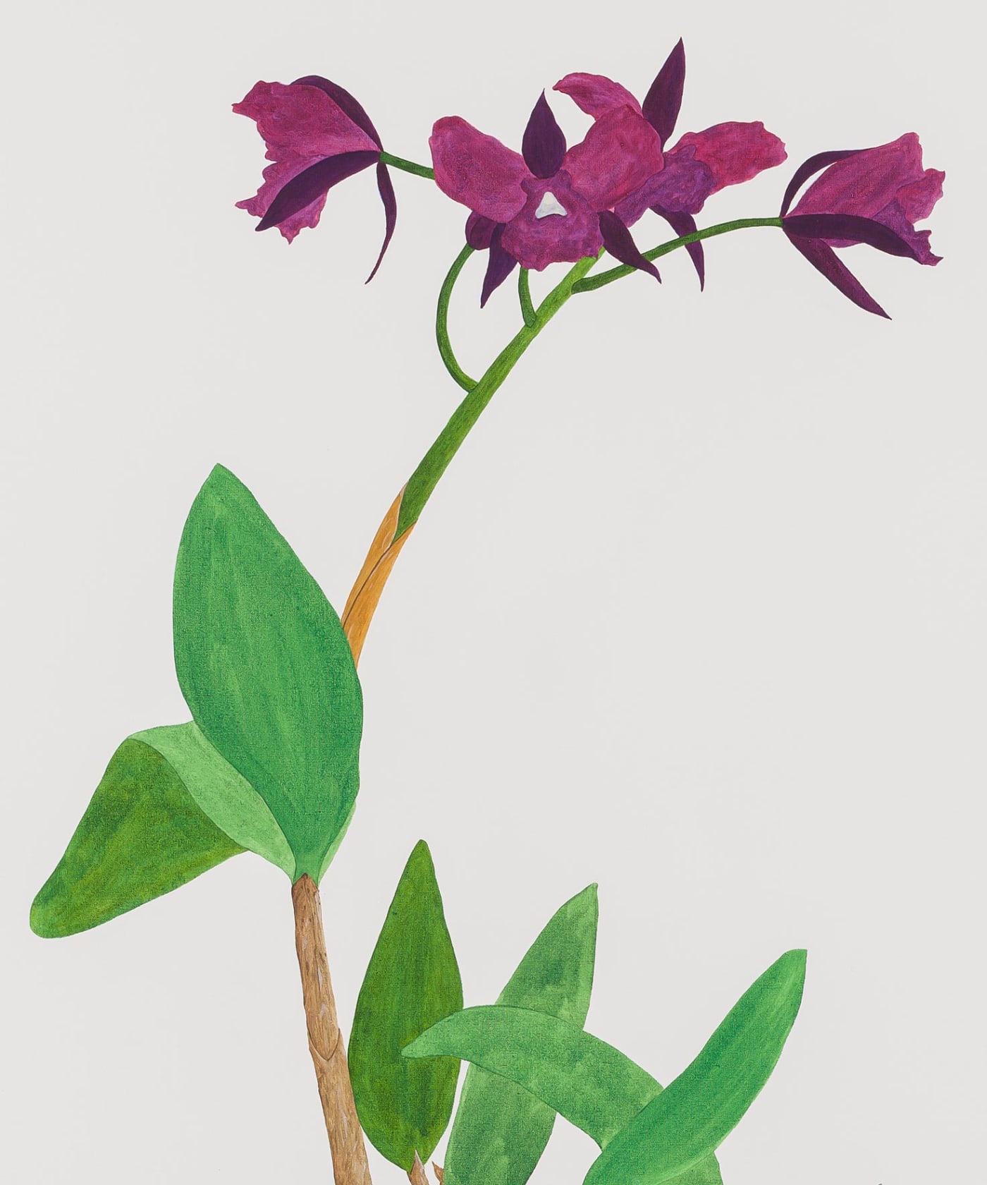 Ed Baynard Tell me the title of the Orchid on the Painted Gray Stand, 1978