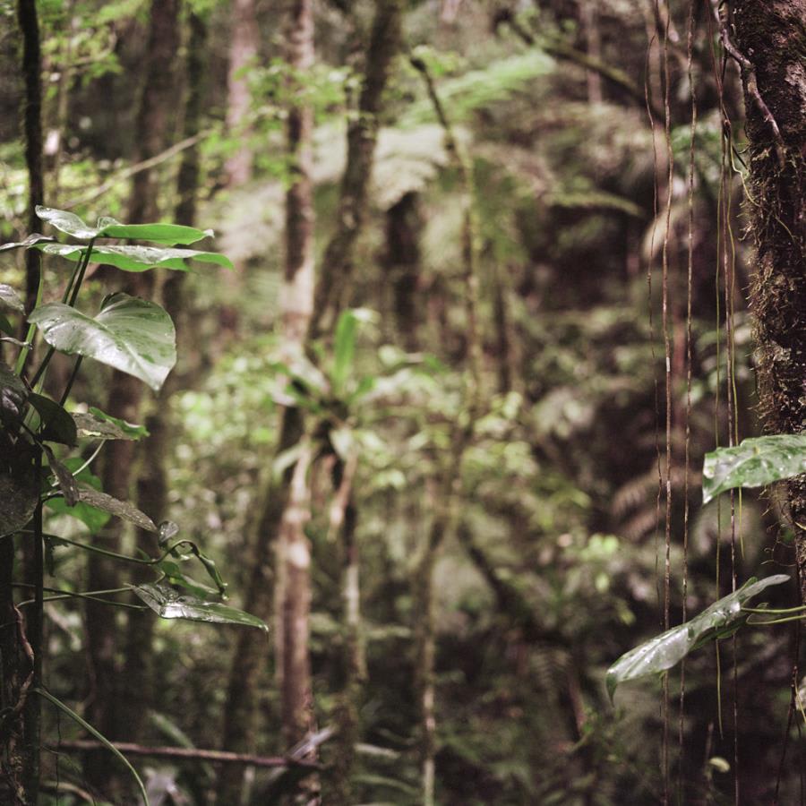 Mona Kuhn, Araponga Jungle, 2009