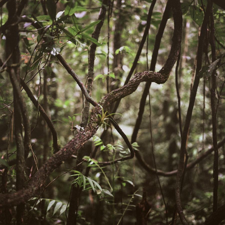 Mona Kuhn, Mango Roots, 2009