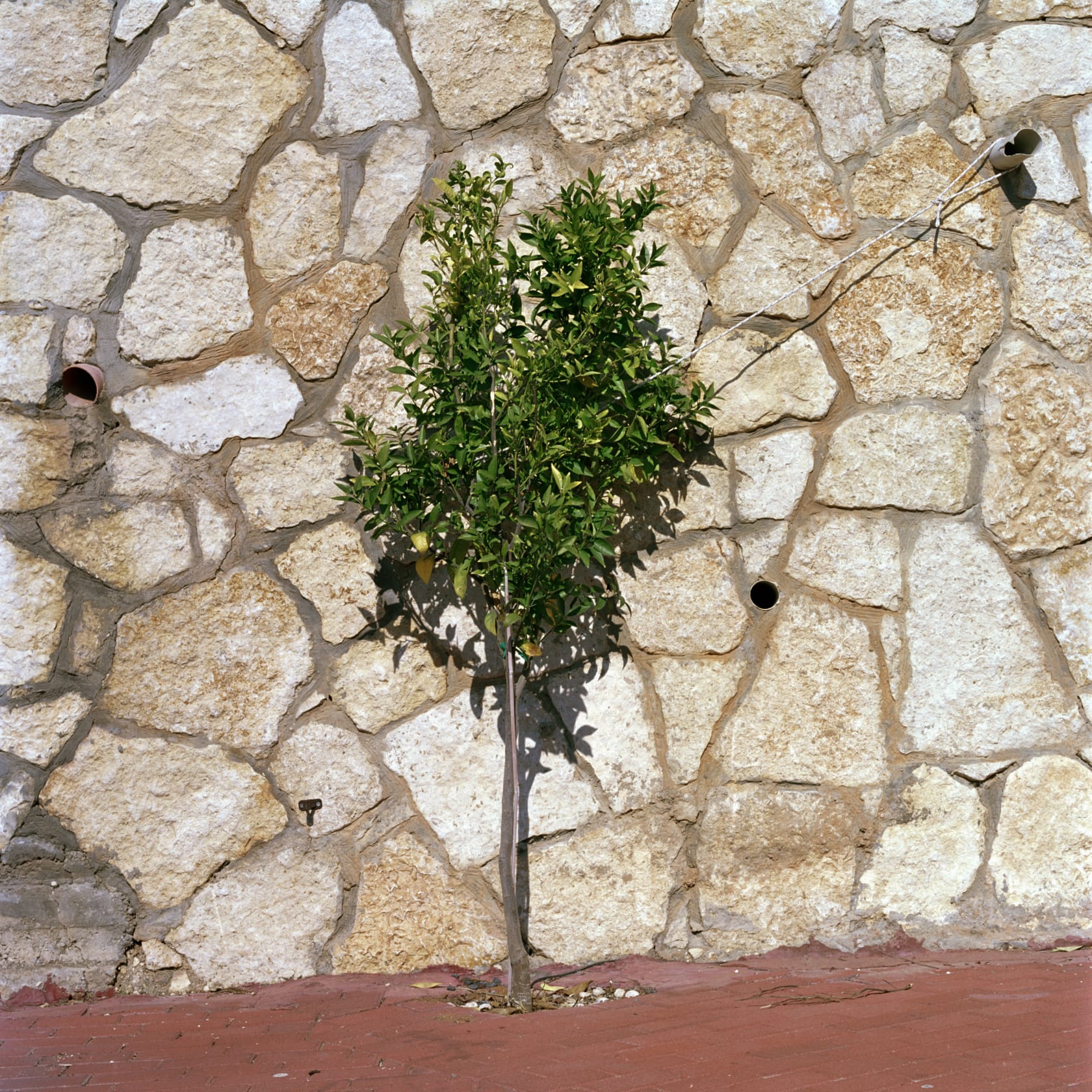 Corinne Silva Untitled from the series Garden State, 2014