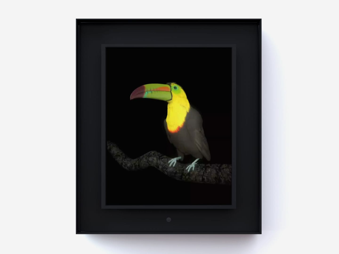 Dominic Harris, Ruffled: Toucan, 2014