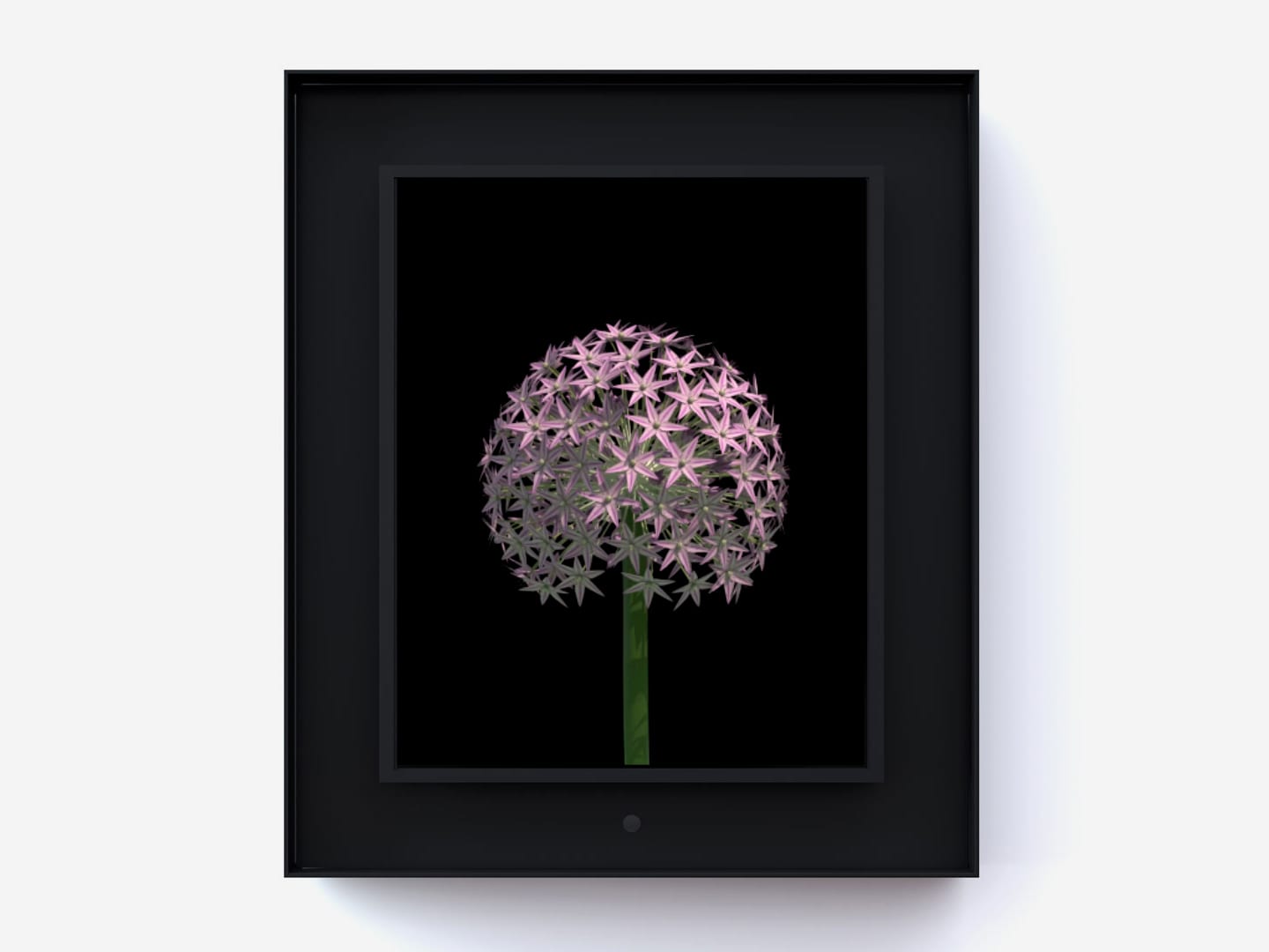 Dominic Harris, Bloomed: Allium, 2016