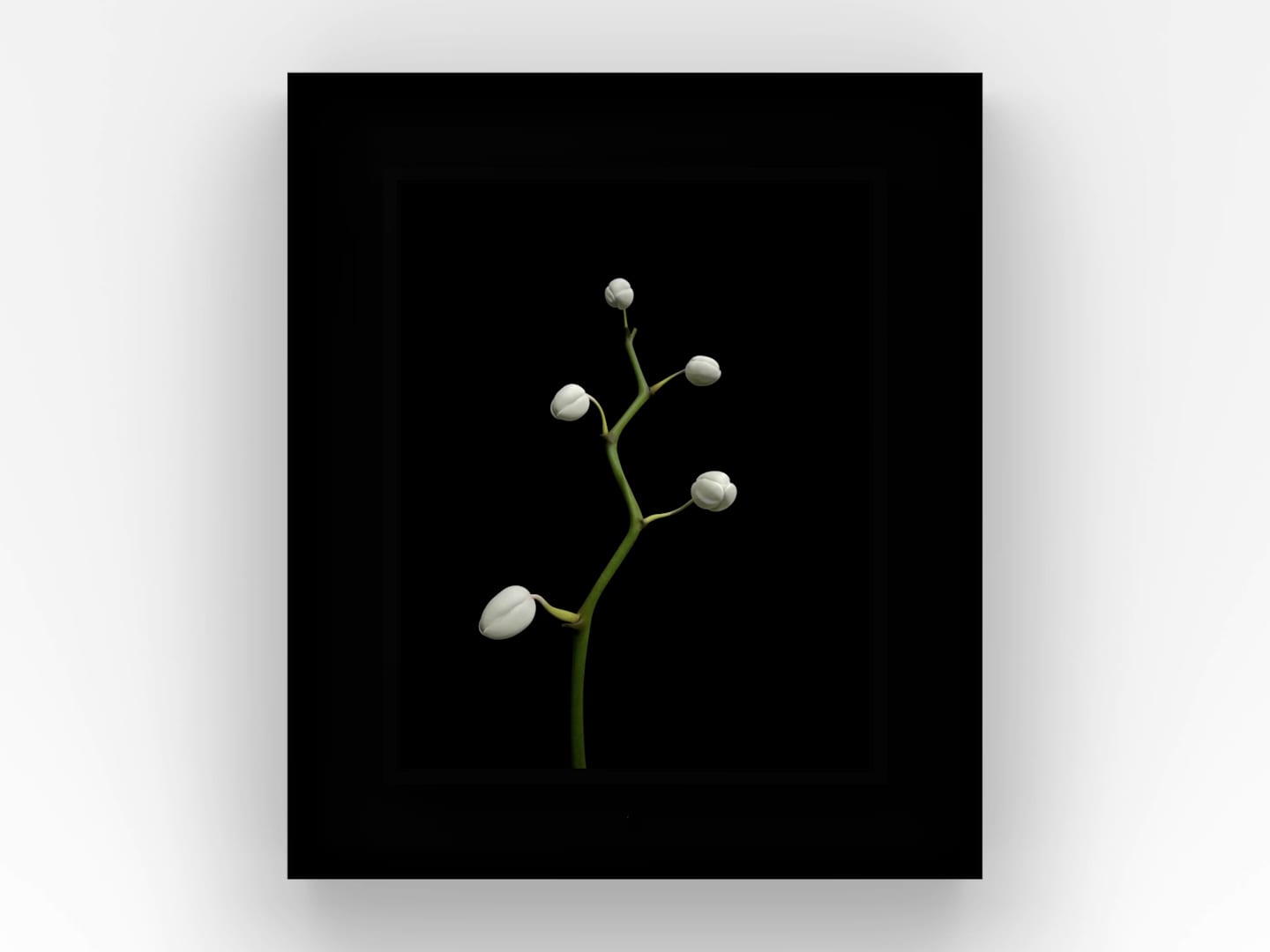 Dominic Harris, Bloomed: Orchid, 2016