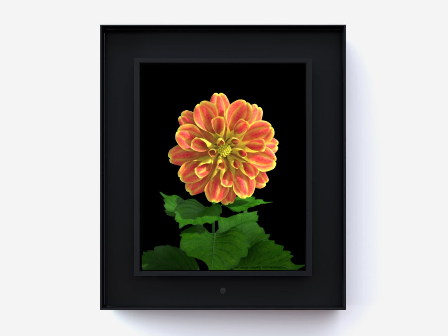 Dominic Harris, Bloomed: Dahlia, 2016