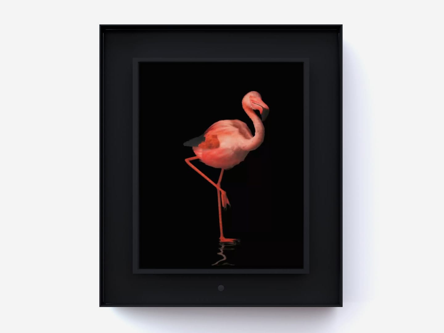 Dominic Harris, Ruffled: Flamingo, 2014