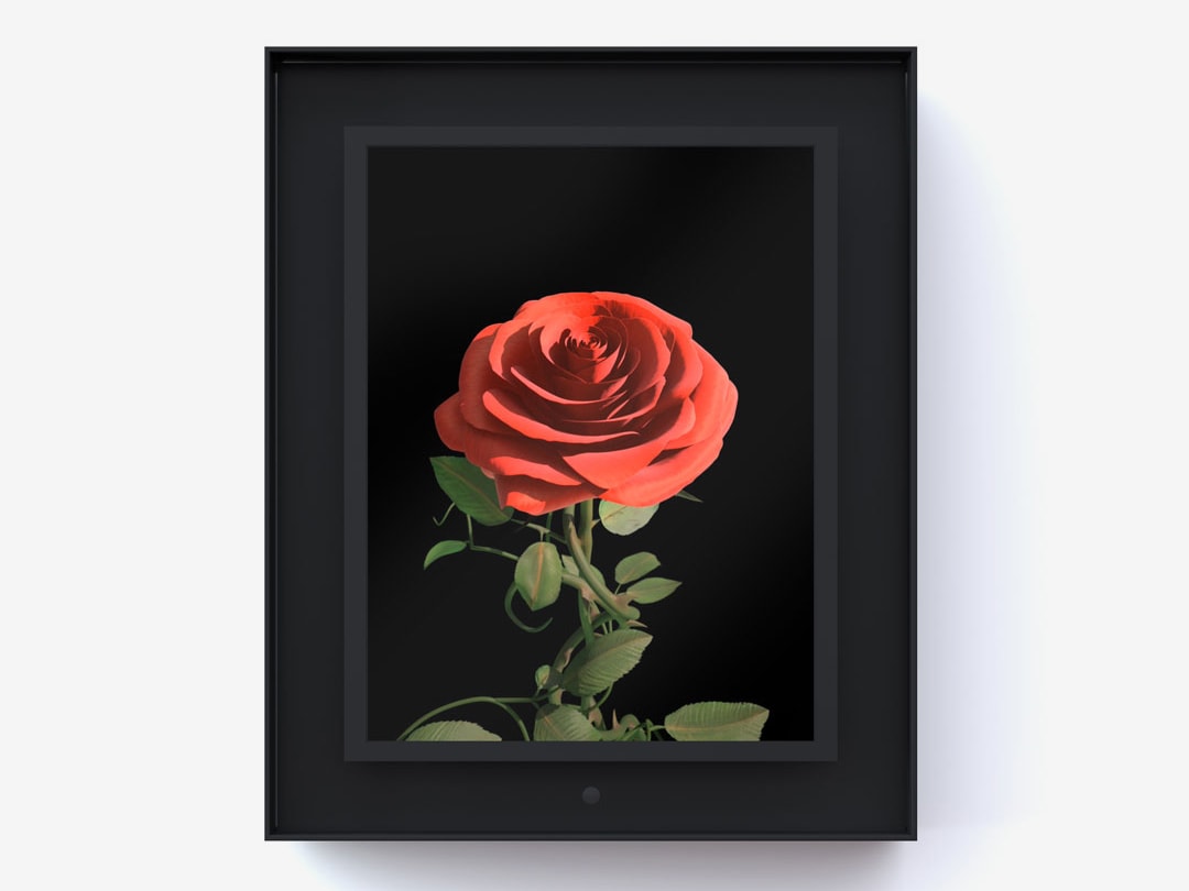 Dominic Harris, Bloomed: Rose, 2016