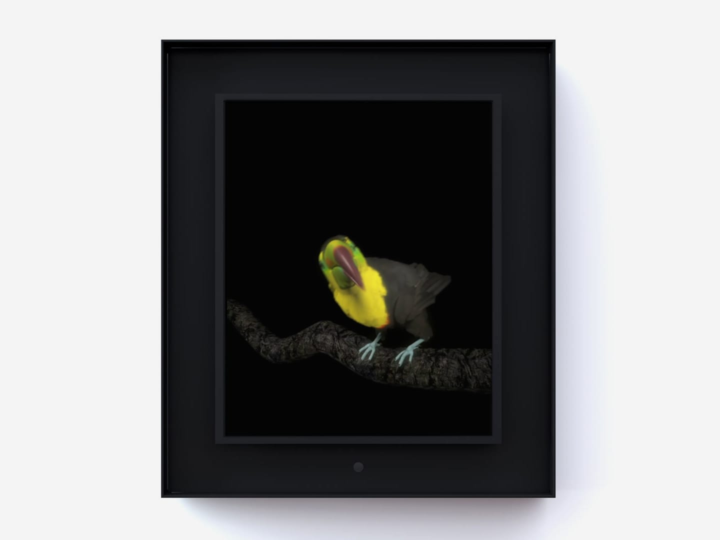 Dominic Harris, Ruffled: Toucan, 2014