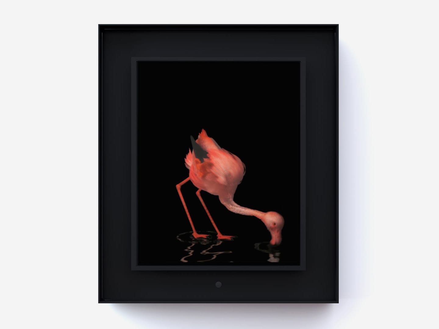 Dominic Harris, Ruffled: Flamingo, 2014