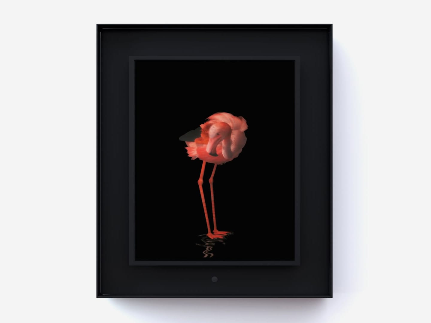 Dominic Harris, Ruffled: Flamingo, 2014