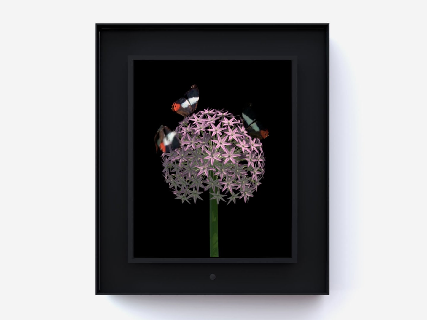 Dominic Harris, Bloomed: Allium, 2016