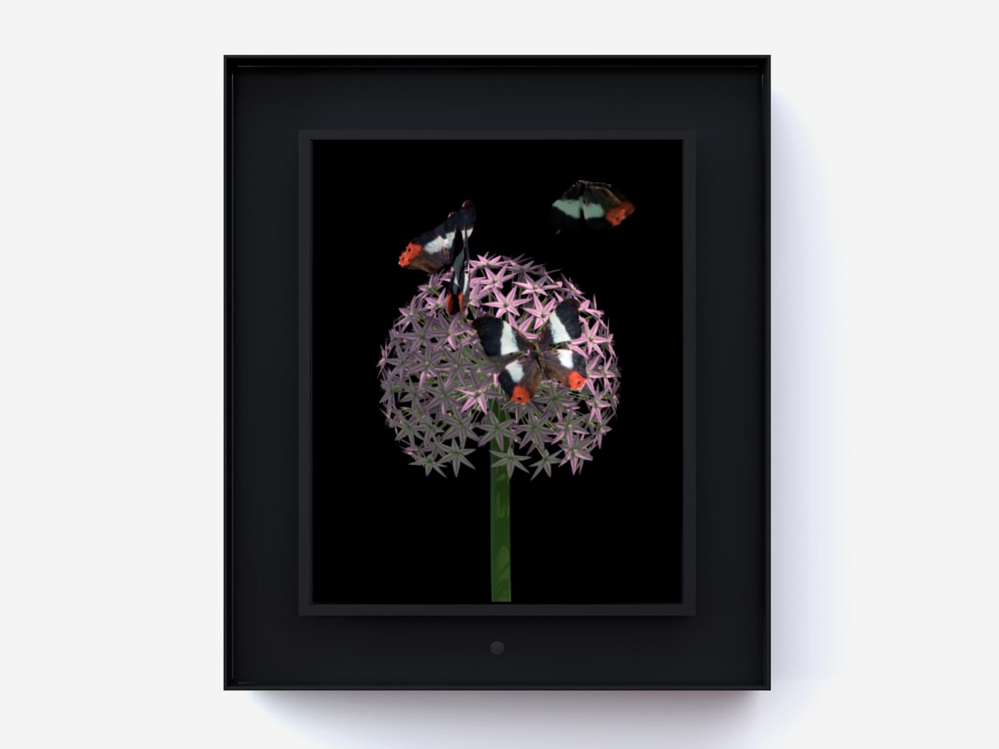Dominic Harris, Bloomed: Allium, 2016