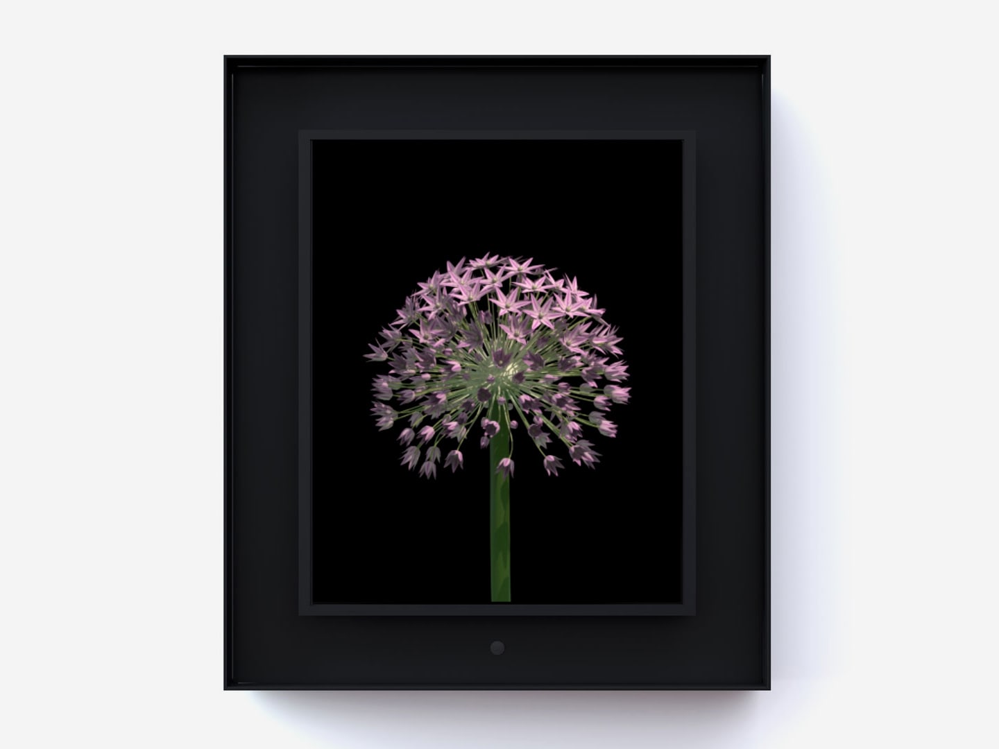 Dominic Harris, Bloomed: Allium, 2016