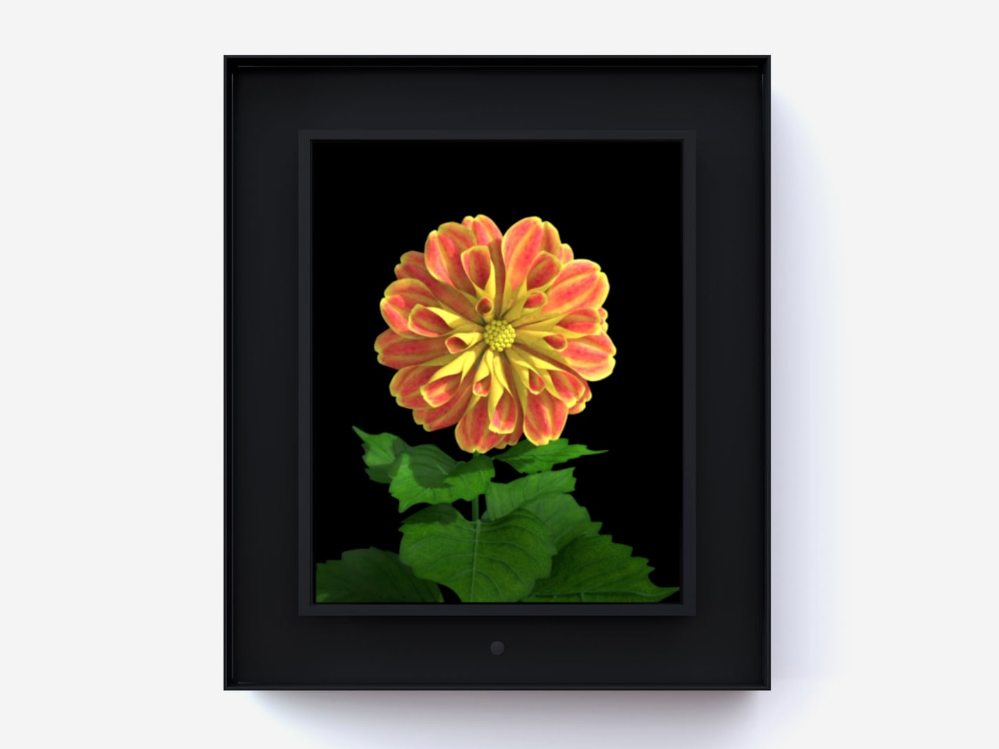 Dominic Harris, Bloomed: Dahlia, 2016