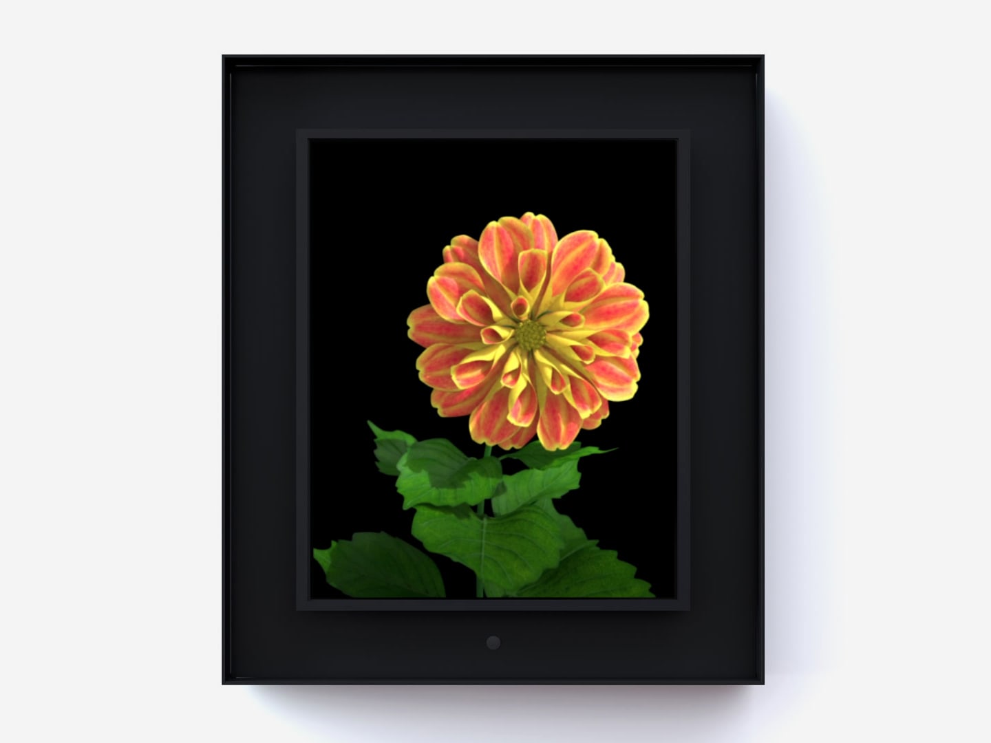 Dominic Harris, Bloomed: Dahlia, 2016