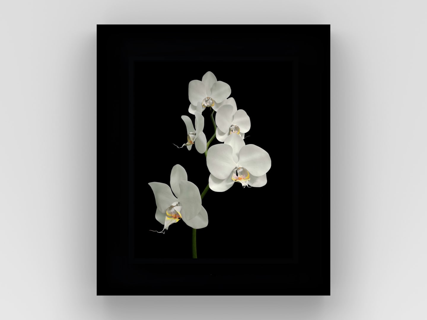 Dominic Harris, Bloomed: Orchid, 2016
