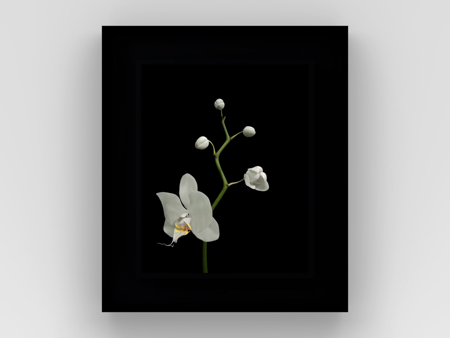 Dominic Harris, Bloomed: Orchid, 2016