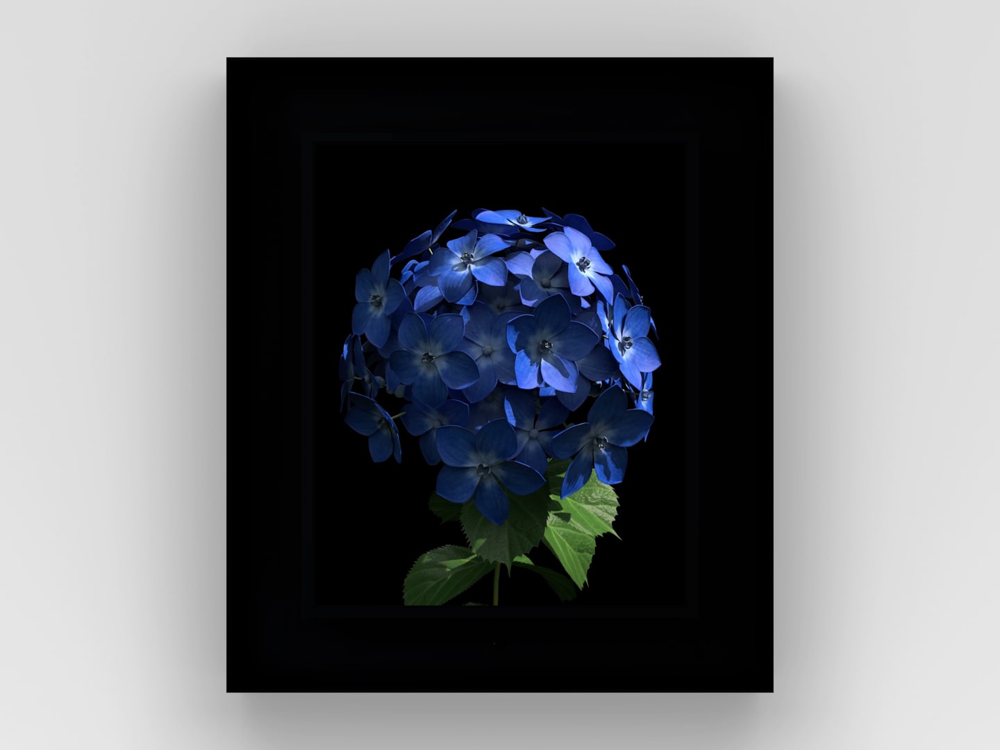 Dominic Harris, Bloomed: Hydrangea , 2016