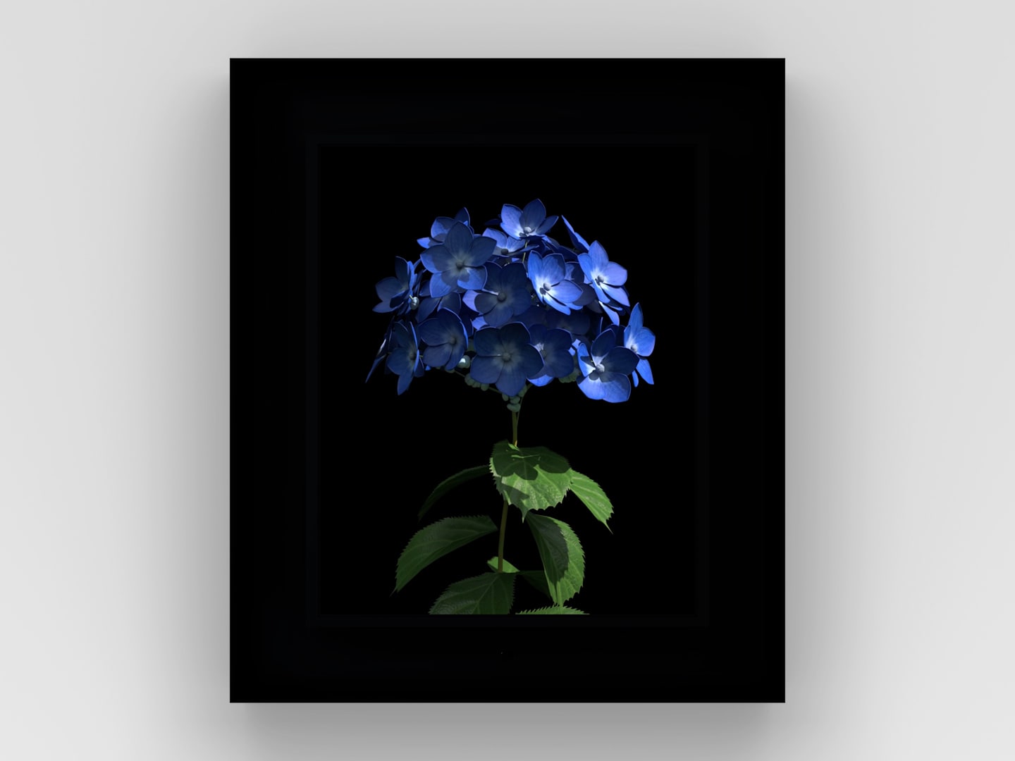 Dominic Harris, Bloomed: Hydrangea , 2016