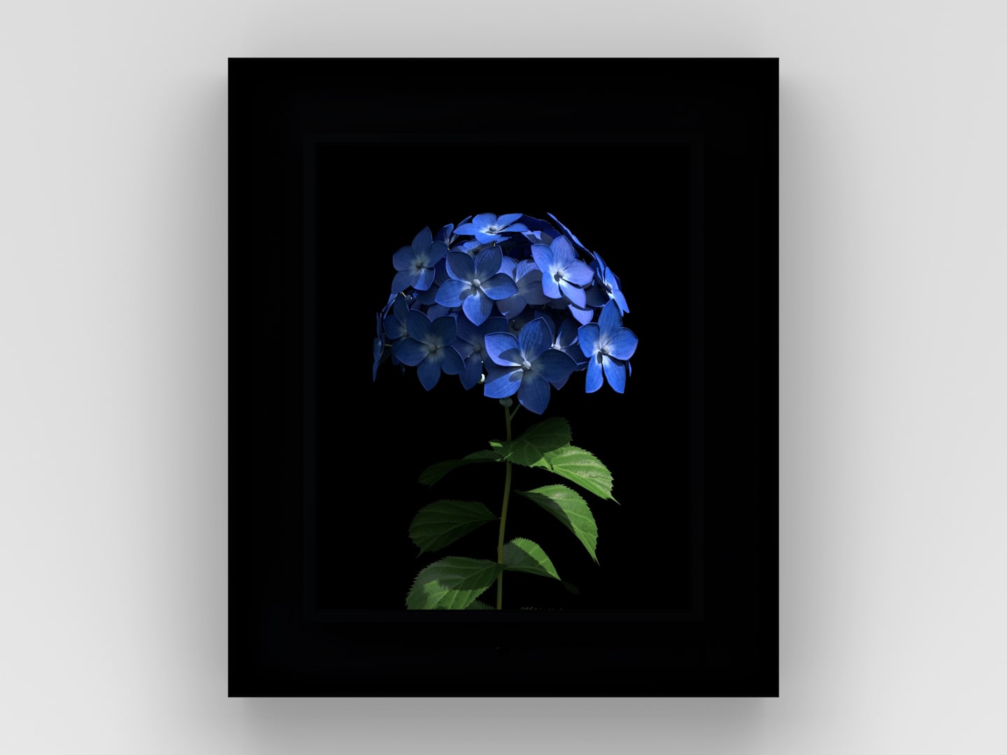 Dominic Harris, Bloomed: Hydrangea , 2016