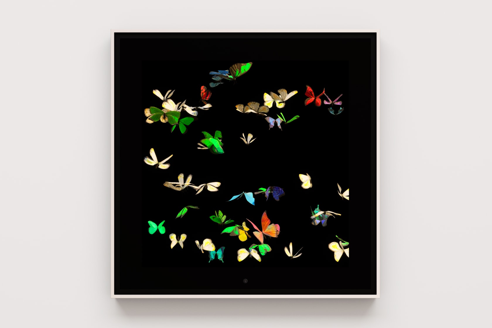 Dominic Harris, Metamorphosis: Unseen, 2023