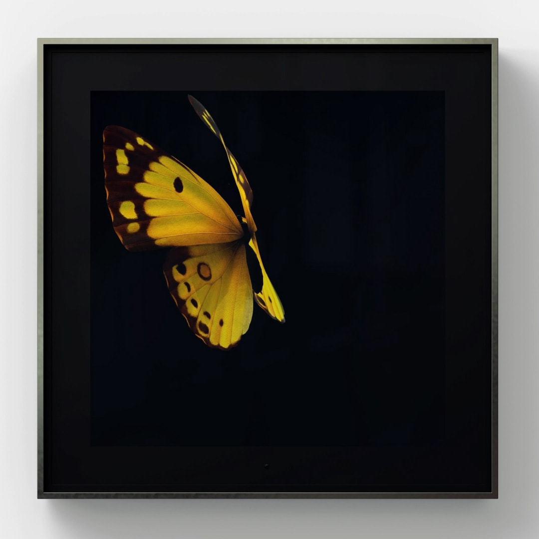 Dominic Harris, Solo, Clouded Yellow , 2020