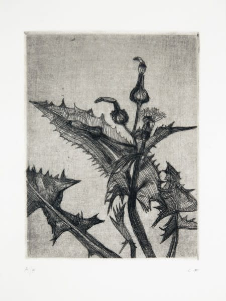 black and white etching of a thistle
