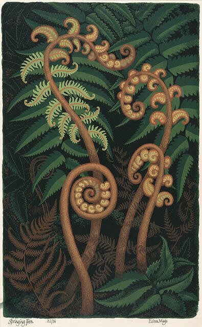 Eileen Mayo, Springing Fern, 1983, Screenprint. Collection of Christchurch Art Gallery Te Puna o Waiwhetū.