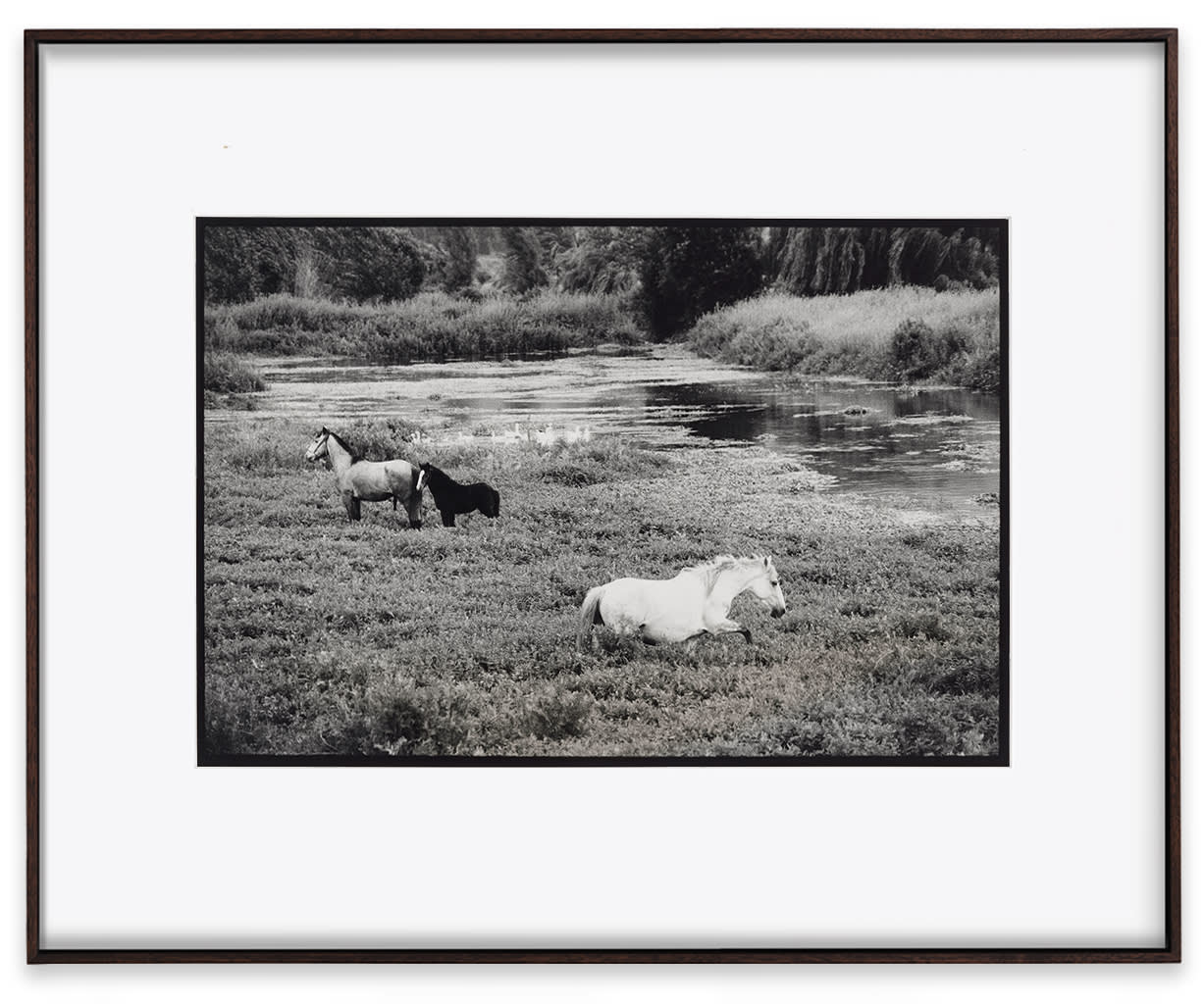 Chile, 1984 Gelatin silver print 33 x 48.3 cm (13 x 19 in)