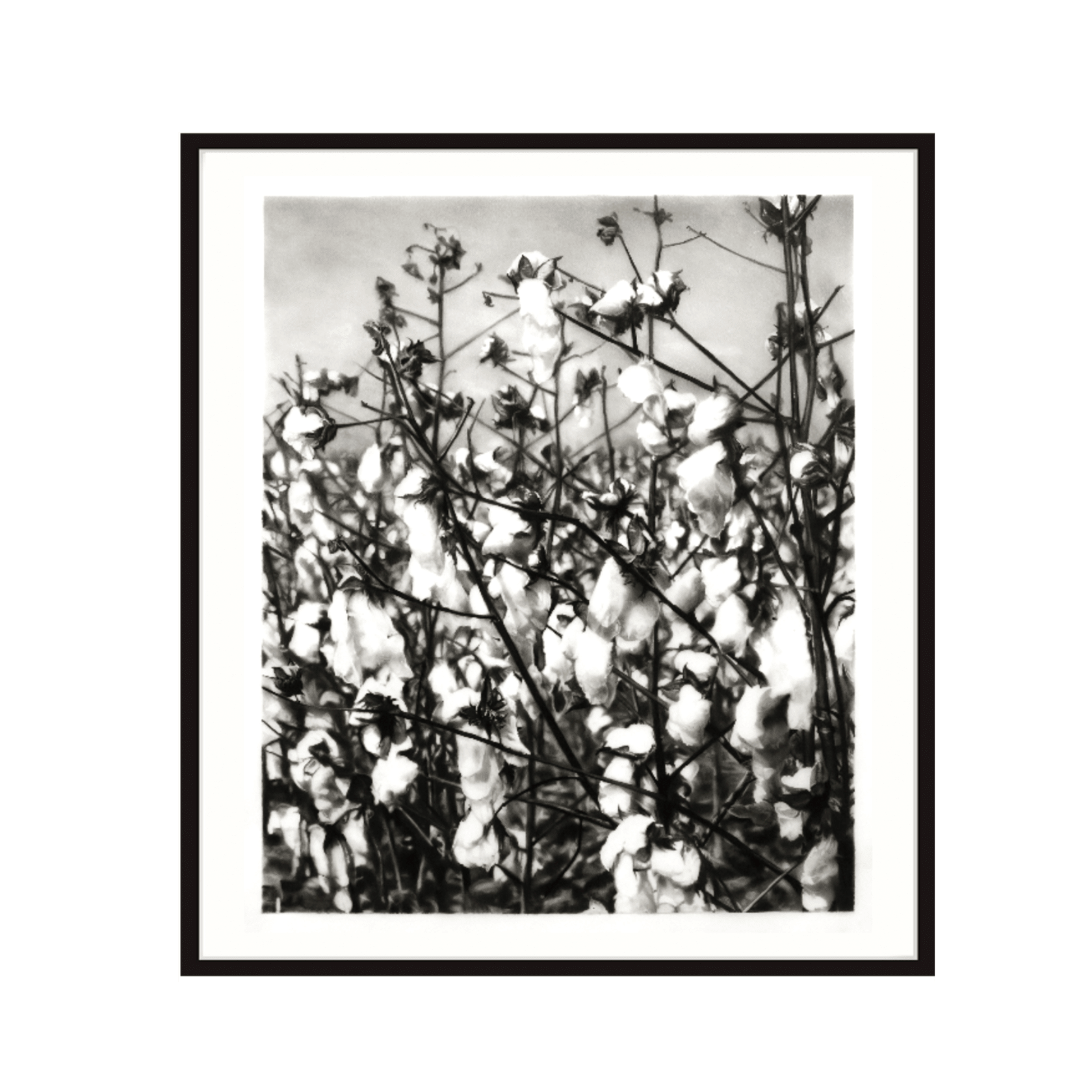 Cotton Field In Bloom, This is how the cotton field next to…