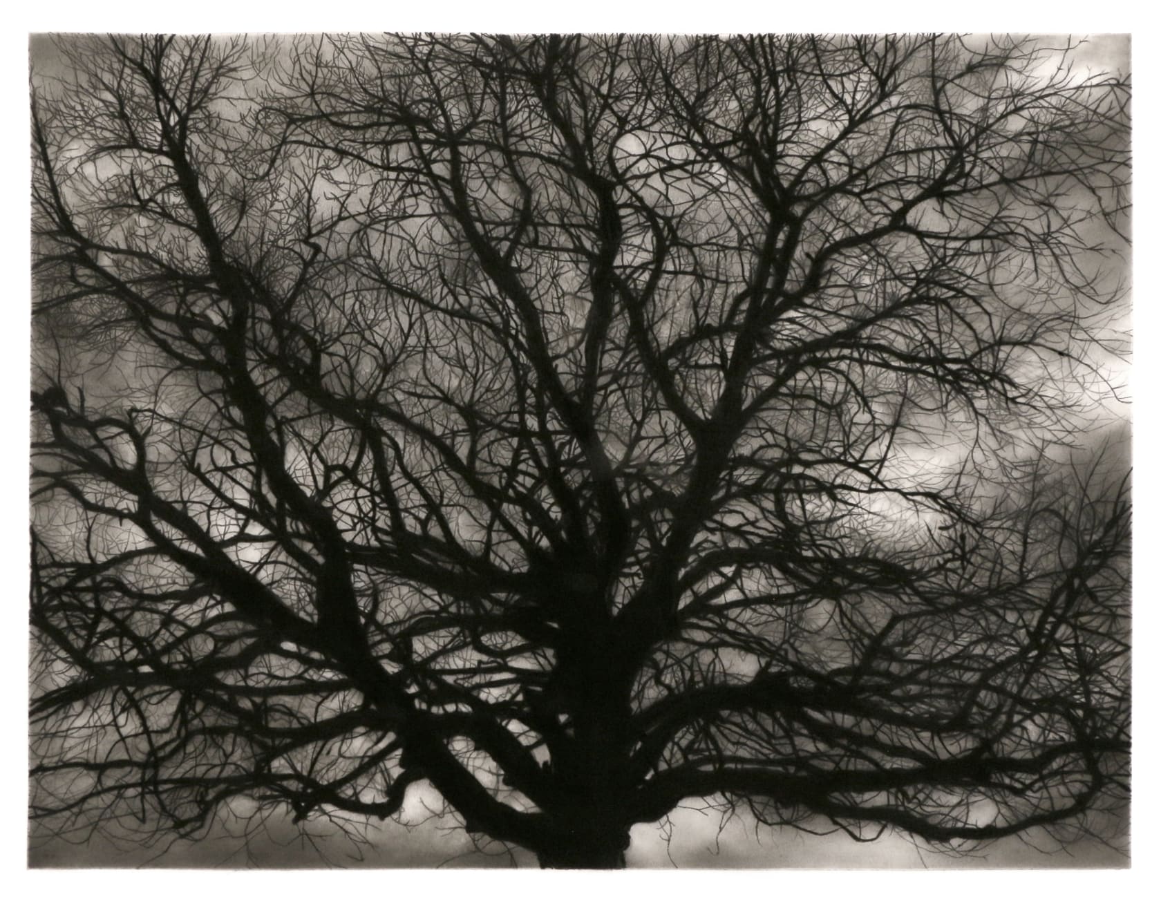 Robert Longo, Study of Sunlit Tree, 2020