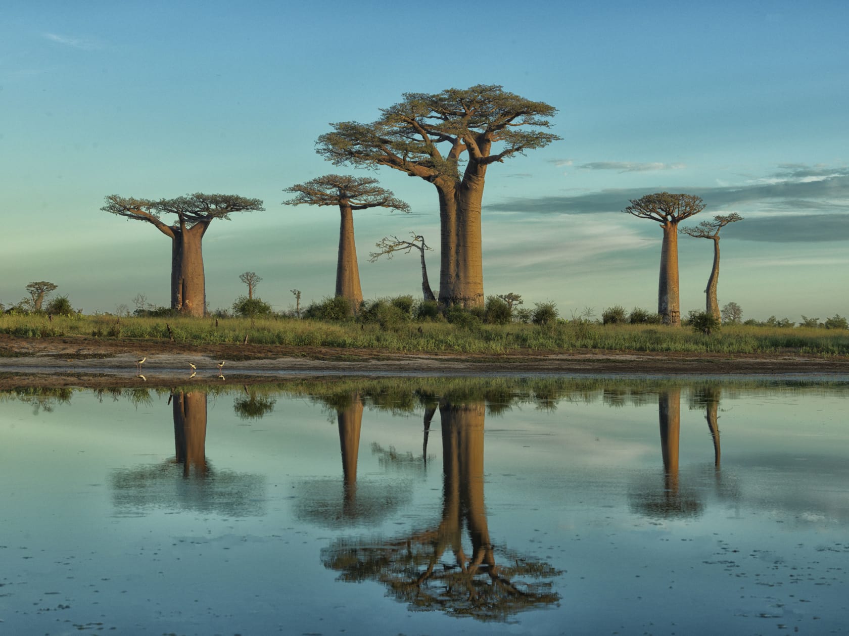 Adrian Houston Richard Branson Grandidier S Baobab Unit London Adrian Houston Richard Branson Grandidier S Baobab Unit London