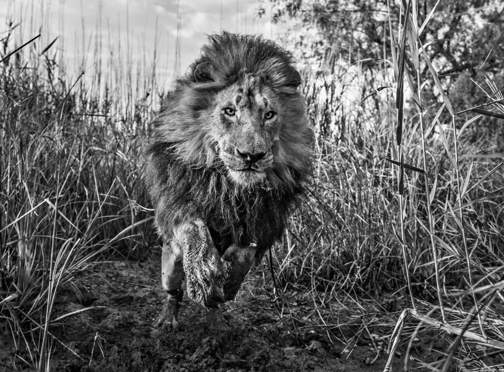 David Yarrow, Gold, 2015