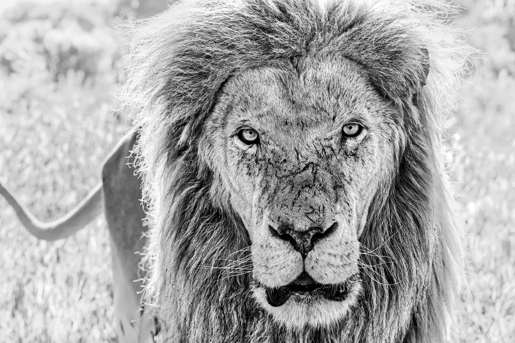 David Yarrow, Scarface, 2020