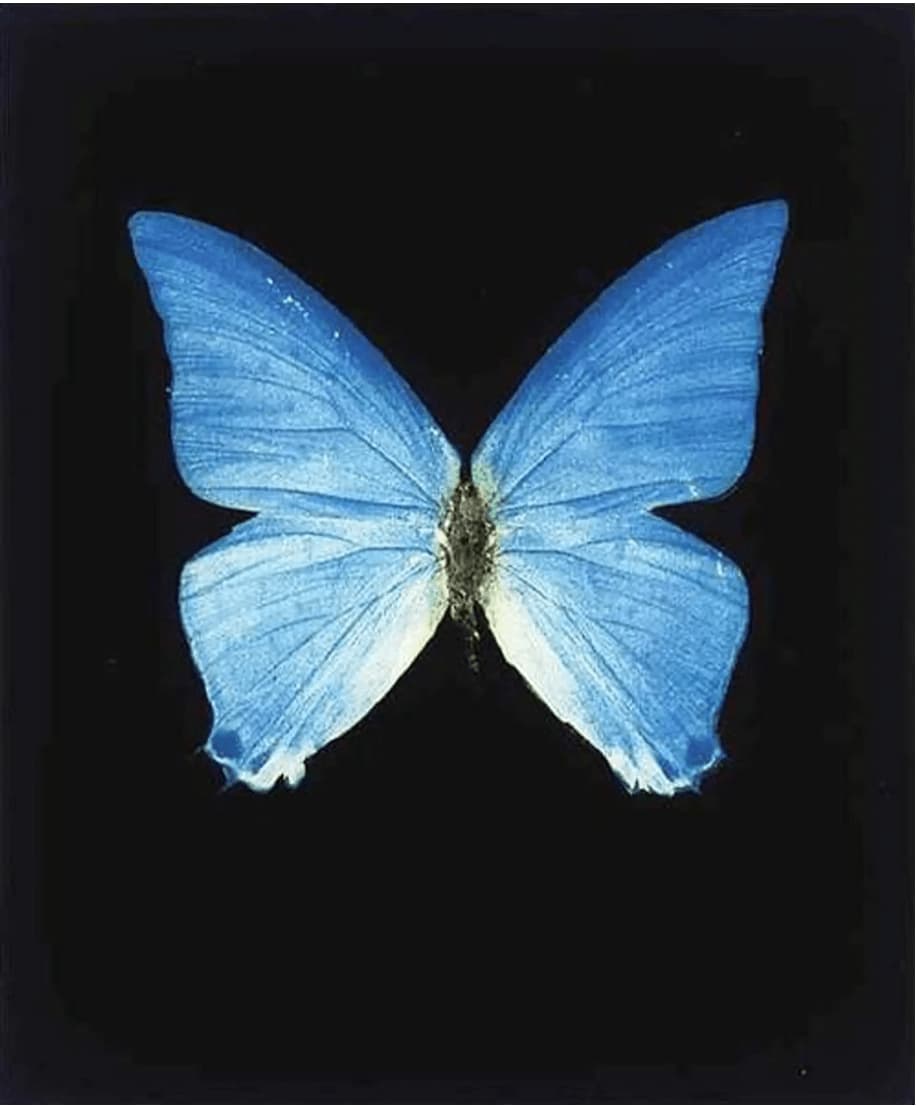 Damien Hirst, Providence, 2009
