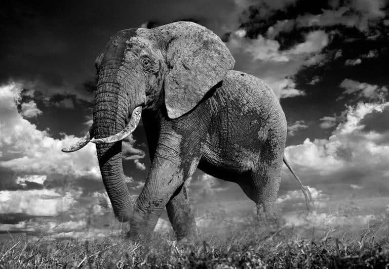 David Yarrow, The Patrician, 2014