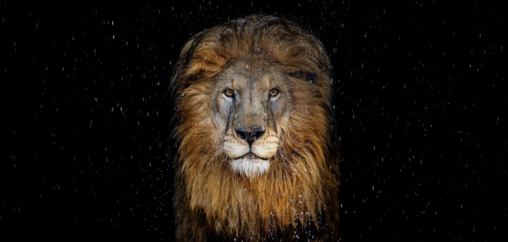 David Yarrow, The Lion (Colour), 2025