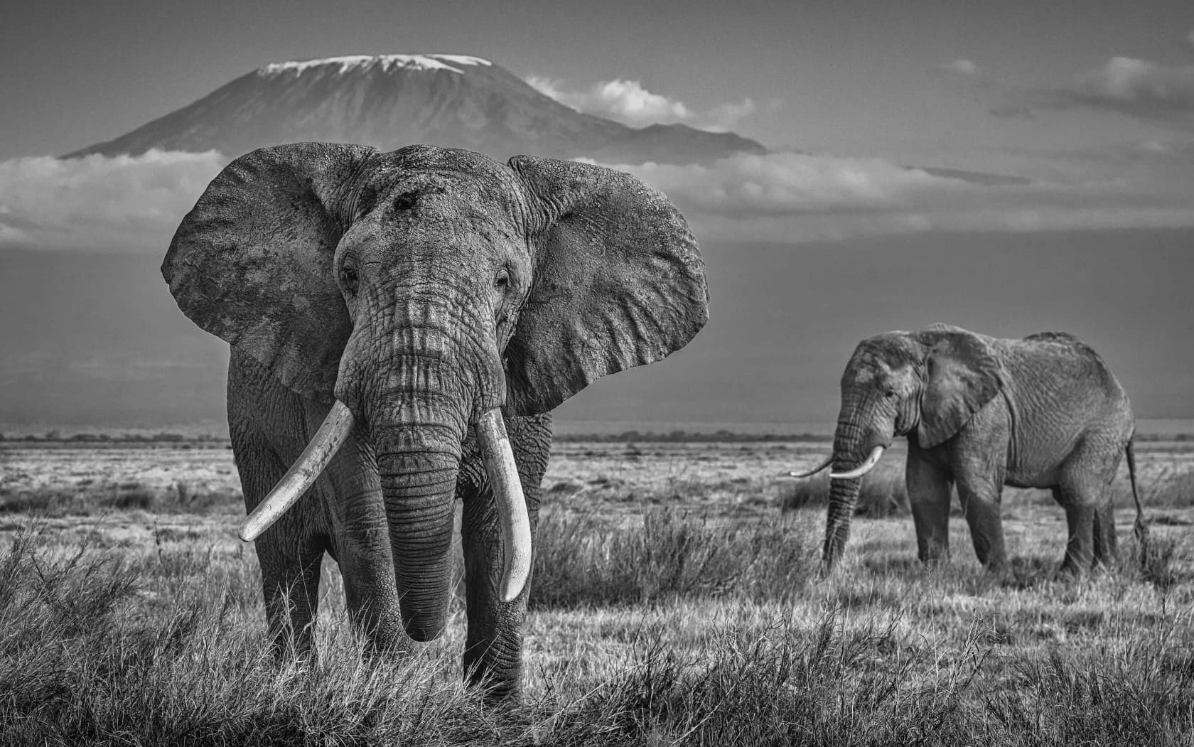 David Yarrow, The Witness, 2020