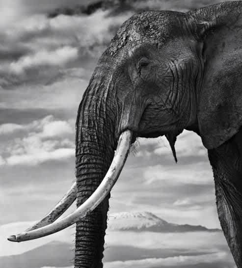 David Yarrow, Snow Patrol, 2014