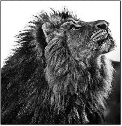 David Yarrow, NKOSI SIKELEL' IAFRIKA, 2017