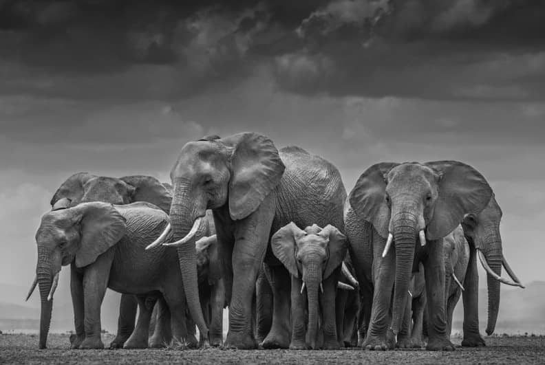 David Yarrow, The Circle of Life, 2015