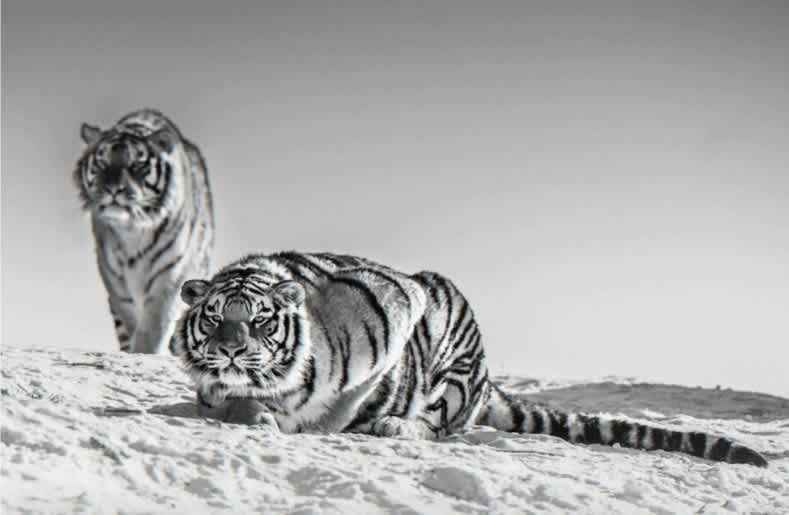 David Yarrow, Goodnight Mr Bond, 2016