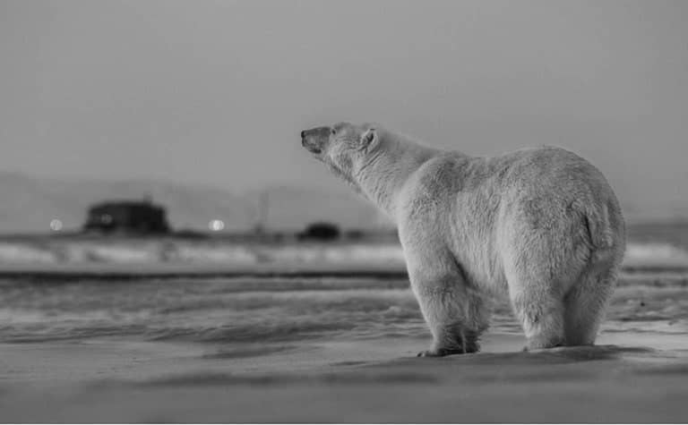 David Yarrow, My Place or Yours, 2016