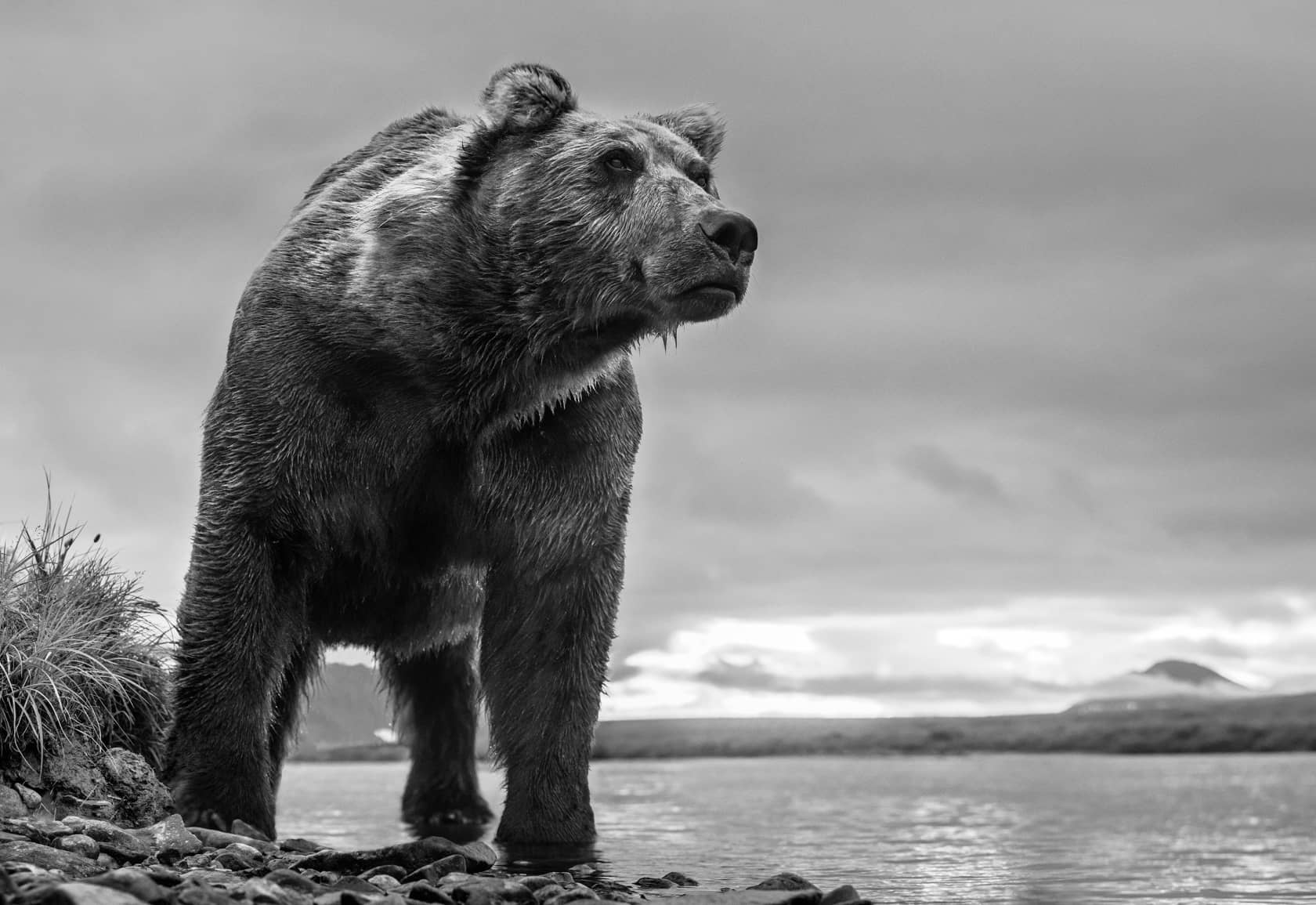 David Yarrow, The Predator, 2018