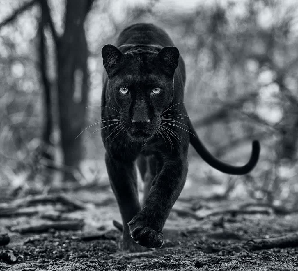 David Yarrow Remain's of the Day Archival Pigment Print
