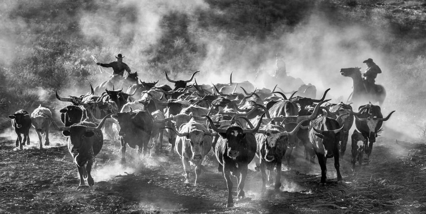 David Yarrow, Cattle Drive, 2024